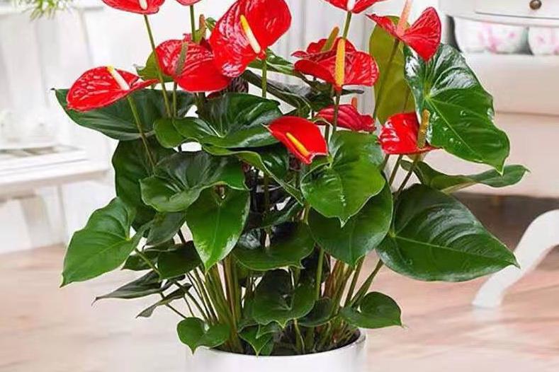 不同办公空间植物如何摆放？办公植物摆放大全