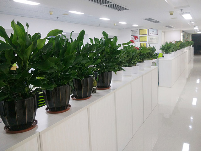 杭州办公室植物租赁的好处和绿植租赁的技巧