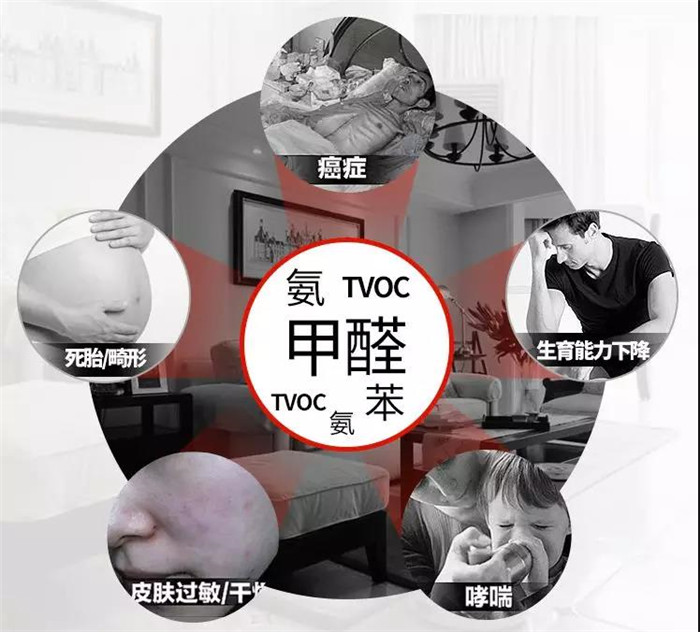 杭州办公室摆放什么绿植可以除有毒气体？